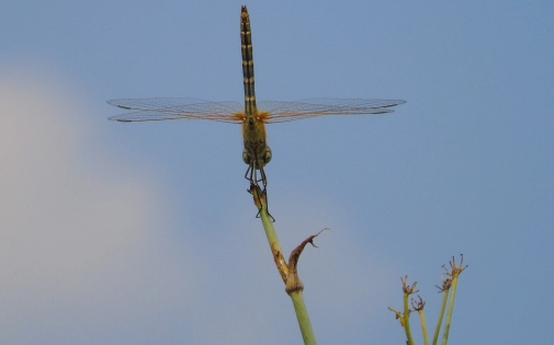 Aéroport de Perpignan