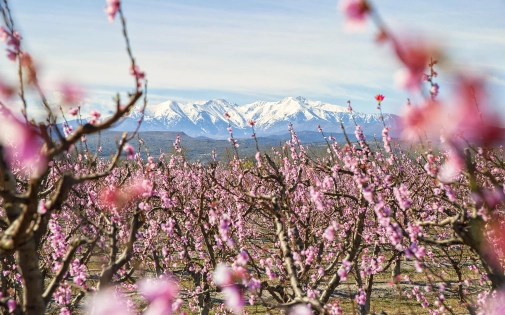 Vols Nantes - Perpignan 
